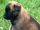 À vendre, plusieurs chiots Bergers Belges Malinois LOF d’octobre 2025