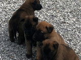 À vendre, plusieurs chiots Bergers Belges Malinois LOF d’octobre 2025