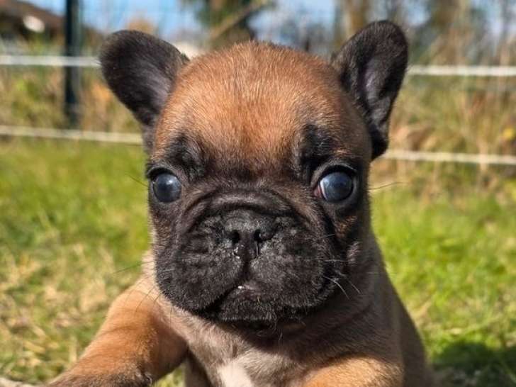 1 chiot mâle Bouledogue Français fauve rouge, né en octobre 2025 à vendre