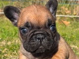 1 chiot mâle Bouledogue Français fauve rouge, né en octobre 2025 à vendre
