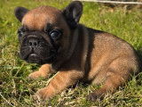 1 chiot mâle Bouledogue Français fauve rouge, né en octobre 2025 à vendre