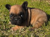 1 chiot mâle Bouledogue Français fauve rouge, né en octobre 2025 à vendre