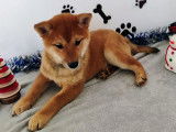 Mise en vente d&rsquo;une femelle Shiba Inu rousse LOF n&eacute;e le 28 ao&ucirc;t 2025
