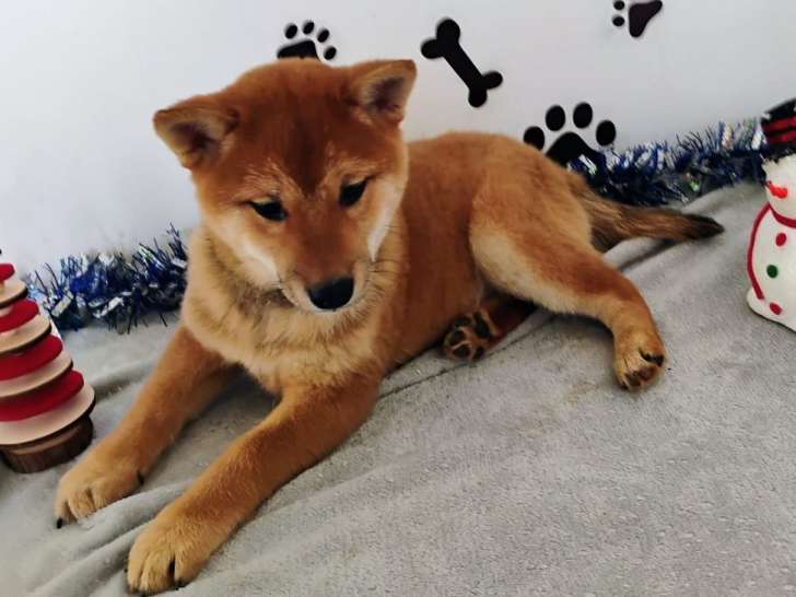 Mise en vente d’une femelle Shiba Inu rousse LOF née le 28 août 2025