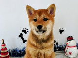 Mise en vente d’une femelle Shiba Inu rousse LOF née le 28 août 2025