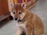 Mise en vente d’une femelle Shiba Inu rousse LOF née le 28 août 2025