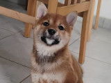 Mise en vente d’une femelle Shiba Inu rousse LOF née le 28 août 2025