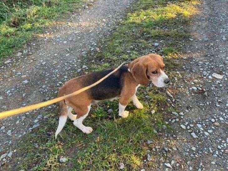 Vente d’une chienne Beagle adulte tricolore LOF née en novembre 2021