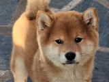 1 chiot mâle Shiba Inu roux LOF né en septembre 2025 à vendre