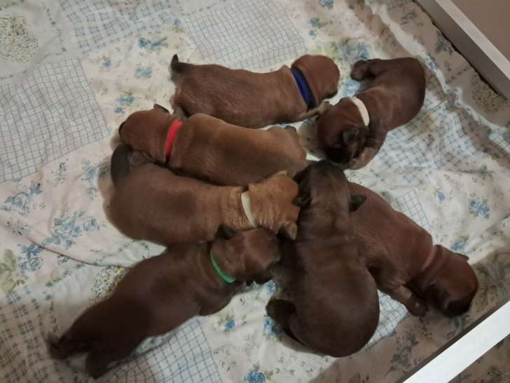 Chiots de race Terrier Irlandais à Poil Doux à vendre (2 femelles & 5 mâles)