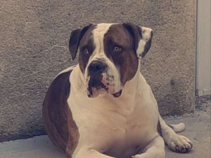 1 chien mâle Bouledogue Américain standard non-LOF, né en février 2018 disponible à la vente