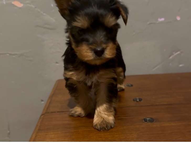 Adorable chiot Yorkshire à réserver