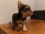 Adorable chiot Yorkshire à réserver