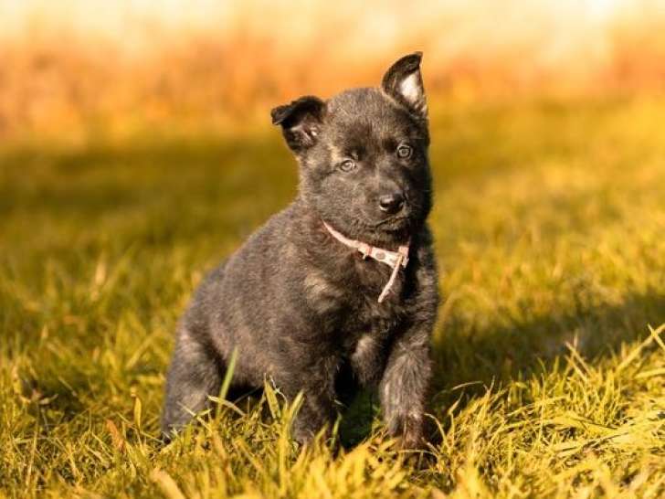 5 chiots Bergers Hollandais LOF nés en septembre 2025 à vendre