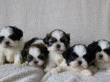 &Agrave; vendre, 4 chiots Shih Tzu LOF, 4 m&acirc;les noirs et blancs ou fauves d&rsquo;octobre 2025