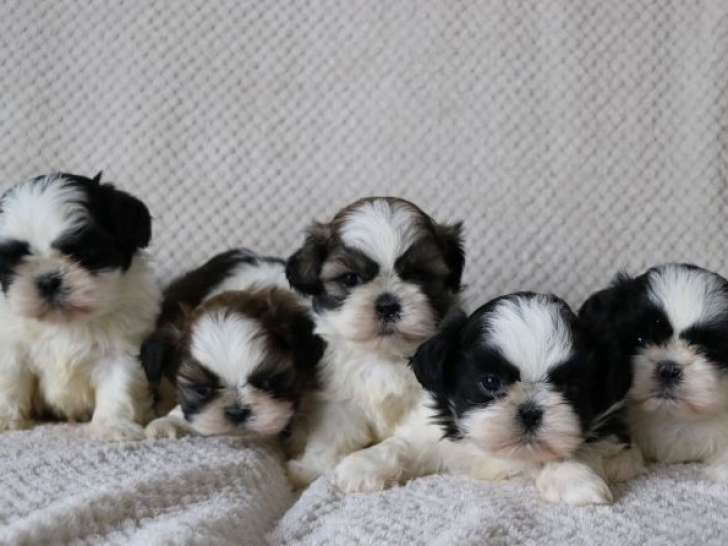 À vendre, 4 chiots Shih Tzu LOF, 4 mâles noirs et blancs ou fauves d’octobre 2025