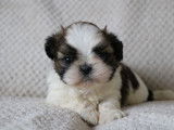 À vendre, 4 chiots Shih Tzu LOF, 4 mâles noirs et blancs ou fauves d’octobre 2025