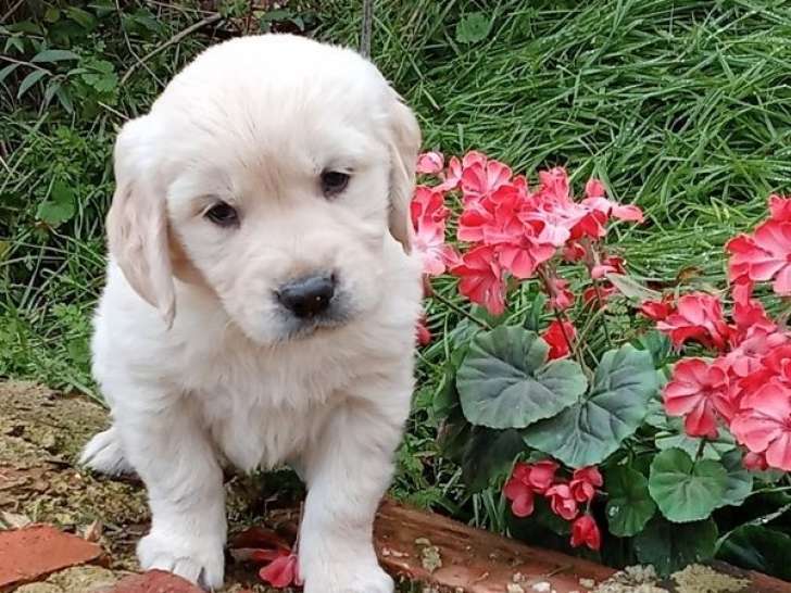 8 chiots Golden Retrievers mâles et femelles LOF à réserver