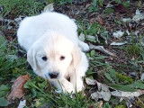 8 chiots Golden Retrievers mâles et femelles LOF à réserver