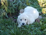 8 chiots Golden Retrievers mâles et femelles LOF à réserver