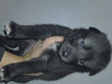 Chiots Chien Loup Tchécoslovaque à vendre
