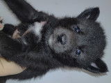 Chiots Chien Loup Tchécoslovaque à vendre