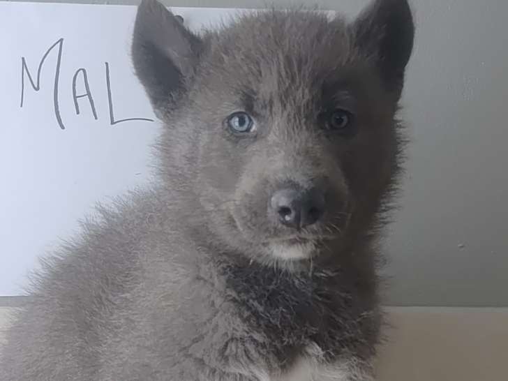 Chiots Chien Loup Tchécoslovaque à vendre
