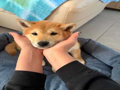 Chiot m&acirc;le Shiba Inu &agrave; vendre