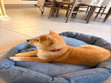 Chiot mâle Shiba Inu à vendre