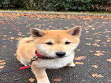 Chiot mâle Shiba Inu à vendre