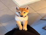 Chiot mâle Shiba Inu à vendre