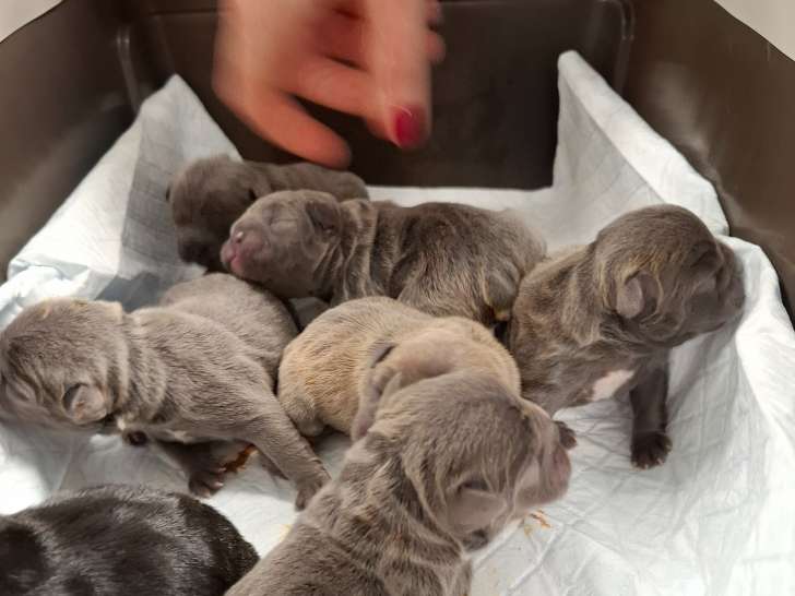 8 superbes femelles Bouledogue Français bleues et bleu fawn à vendre