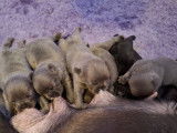 8 superbes chiots Bouledogue Fran&ccedil;ais bleues et bleu fawn &agrave; vendre