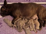 8 superbes chiots Bouledogue Fran&ccedil;ais bleues et bleu fawn &agrave; vendre