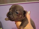 8 superbes chiots Bouledogue Fran&ccedil;ais bleues et bleu tan &agrave; vendre