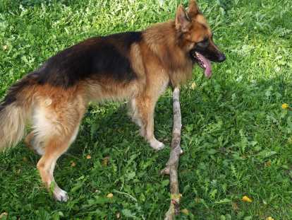 Berger allemand &agrave; donner