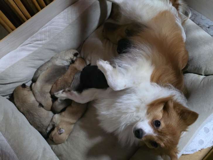 Chiots de race Spitz Allemand à vendre (3 femelles & 4 mâles)
