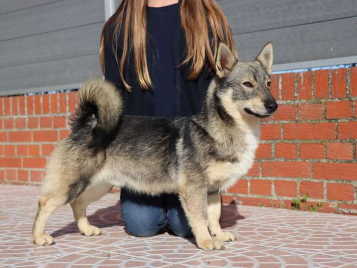 Male Spitz des Wisigoths à placer pour retraite heureuse