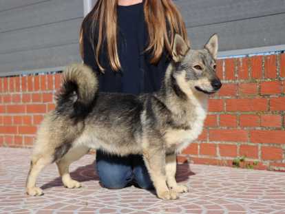 Male Spitz des Wisigoths &agrave; placer pour retraite heureuse