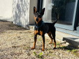 Jeune m&acirc;le Pinscher Nain LOF &eacute;duqu&eacute; &agrave; vendre