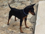 Jeune m&acirc;le Pinscher Nain LOF &eacute;duqu&eacute; &agrave; vendre
