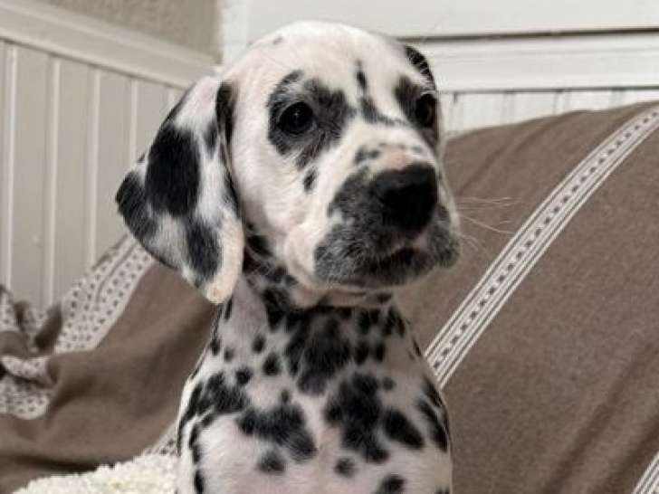 10 chiots Dalmatiens LOF d'octobre 2025 à réserver