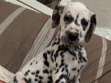 10 chiots Dalmatiens LOF d'octobre 2025 à réserver