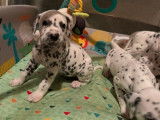 10 chiots Dalmatiens LOF d'octobre 2025 à réserver