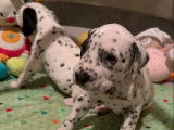 10 chiots Dalmatiens LOF d'octobre 2025 à réserver