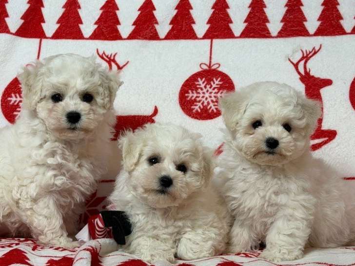 2 chiots Bichons Frisés LOF à réserver