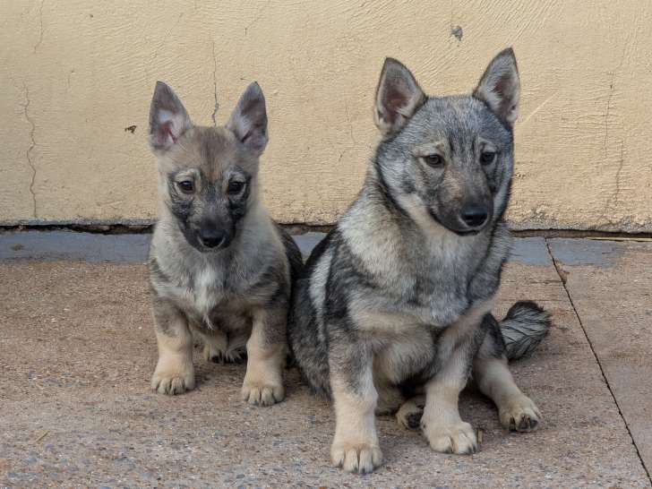 April et Aby De L'Âme des Loups