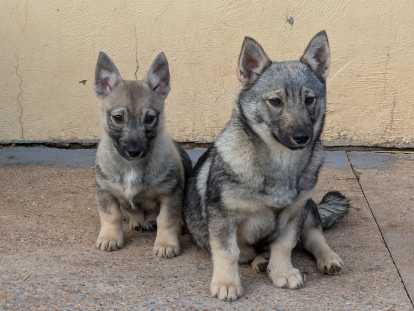 April et Aby De L'&Acirc;me des Loups