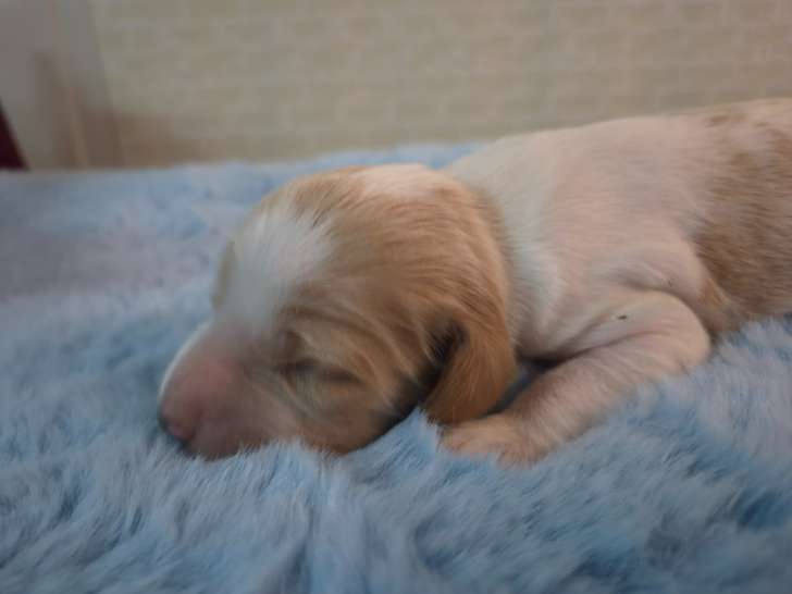 Chiot Setter Anglais LOF à vendre