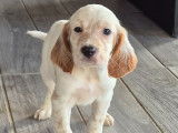 Chiot Setter Anglais LOF à vendre